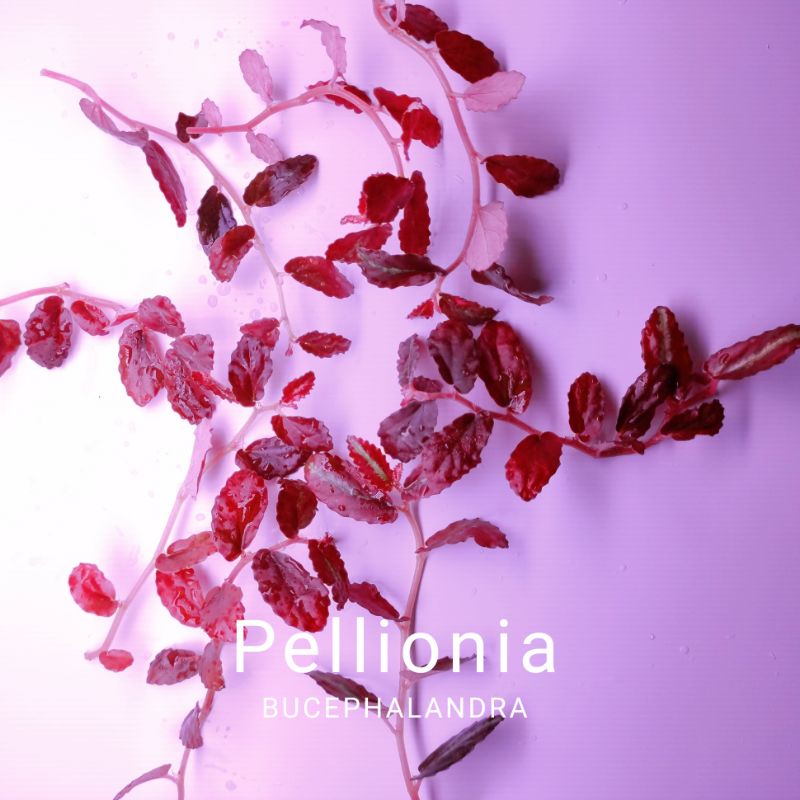 Cây bán cạn | Pellionia Repens | Hàng chưa lên màu | Hàng ngọn