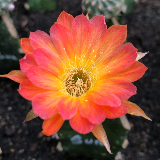 Xương rồng lobivia Mã :Sun