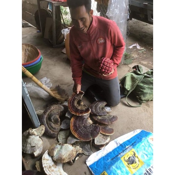 1kg nấm linh chi rừng nguyên tai