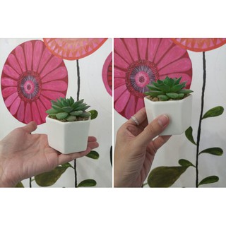Sen đá giả - Chậu sứ