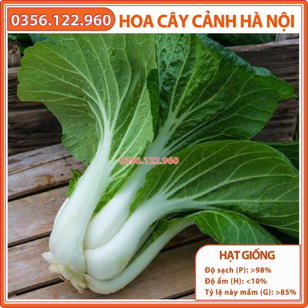 Hạt giống rau cải thìa trắng cao sản - gói 10g - siêu năng suất, chất lượng cao - Shop hoa cây cảnh Hà Nội