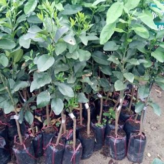 Cây 🌲 Bưởi Long ( siêu sớm) xưa