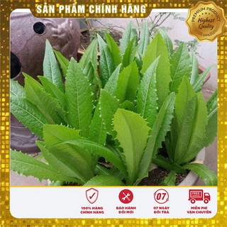 Hạt Giống Rau Diếp Thơm(5gr)