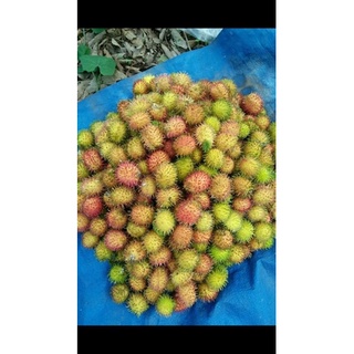 chôm chôm nhãn trụi lông