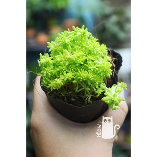 SEDUM VÀNG