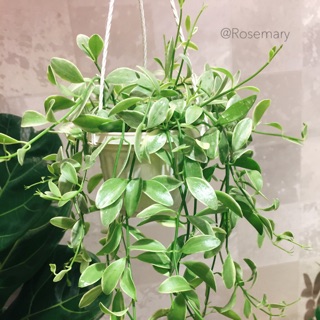 [Mua 5 tặng 1] Cây hạt dưa chậu treo