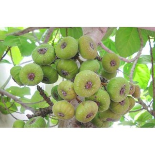 Cây Giống Vả Mật