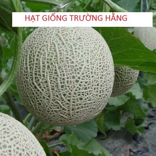 Hạt giống Dưa Lưới Tròn 10 Hạt