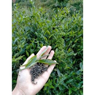 Trà san tuyết Hà Giang 200gr