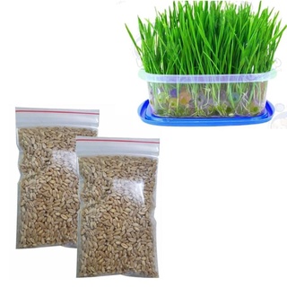 Hạt Giống Lúa Mì - Lúa Mạch - Gói 100gram