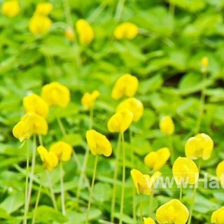 5h Hạt Giống Cỏ Lạc Đậu Phộng Lùn Sống Lâu Năm luckyseed hạt siêu rẻ