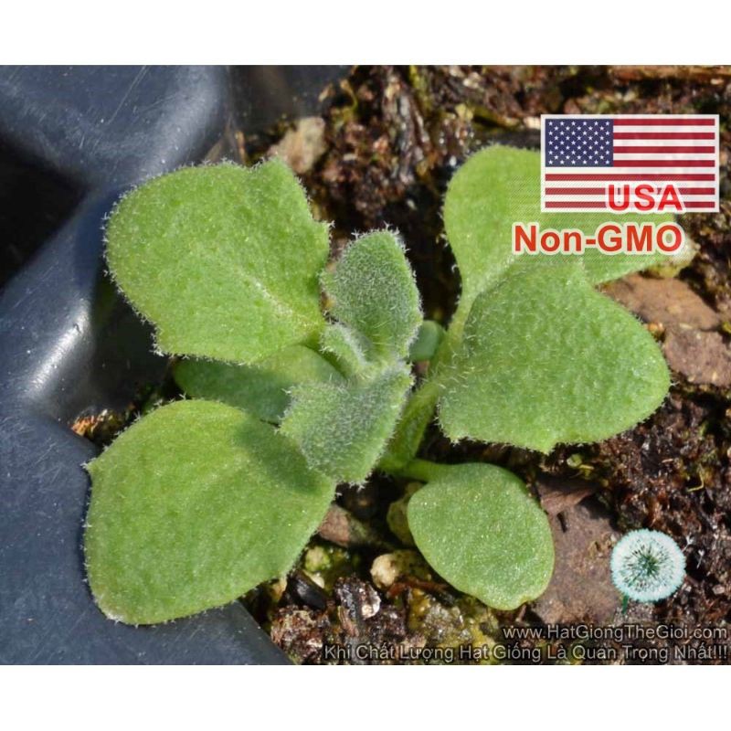 50 HẠT GIỐNG HOA LEO ĐÁ LÂU NĂM CHỊU HẠN AUBRIETA