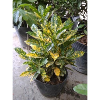 Cây Vàng Bạc ( loại trung )