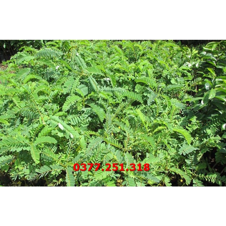 Gói 200g Hạt Giống Cây So Đũa   - Hạt Giống Cỏ Chăn Nuôi Dê, Bò, Ngựa, Trâu, Cá