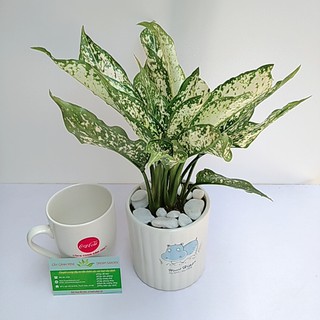 Cây Cảnh Để Bàn - Cây Ngọc Ngân Để Bàn Phong Thủy