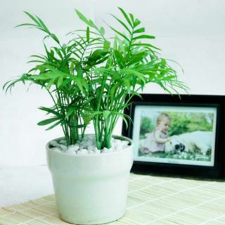 Chậu Cây cau tiểu trâm
