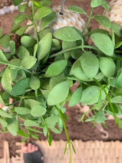 Cây hạt dưa trồng trong con ốc