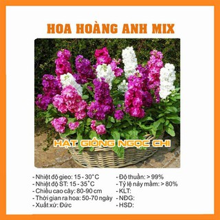 Hạt Giống Hoa Hoàng Anh Mix - 50 Hạt
