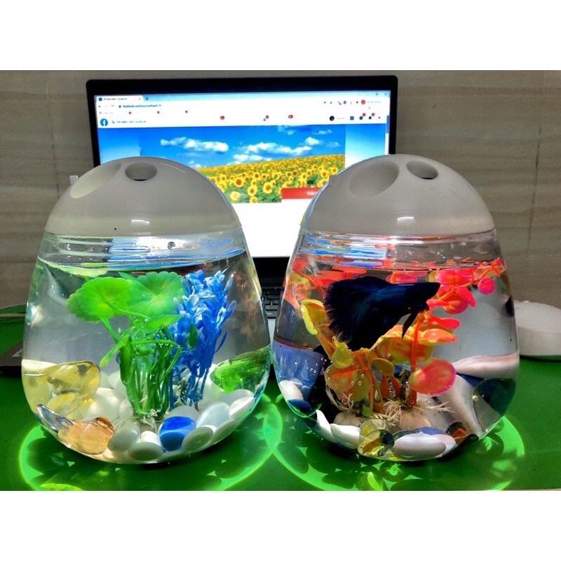 Hồ Cá Betta Mini Cute Betta Tank hình quả trứng + Phụ kiện cây + đá .