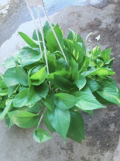 Chậu Trầu Bà Thái Size Đại