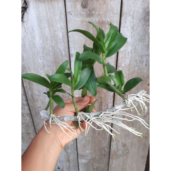Phi điệp hòa bình ươm tự nhiên