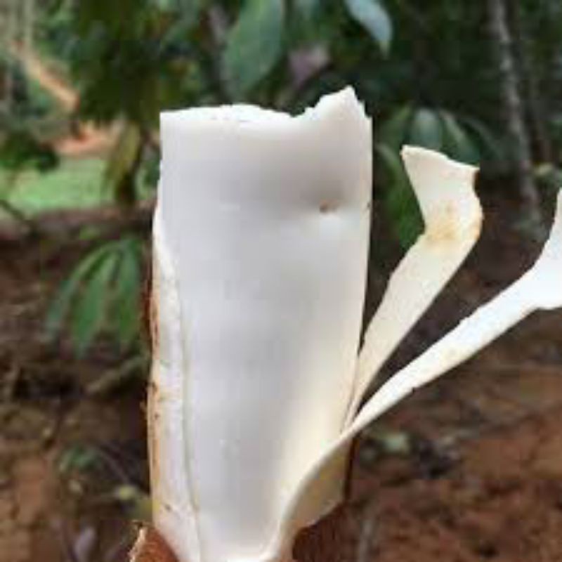 50 Hom khoai mì giống ruột trắng dẻo thơm