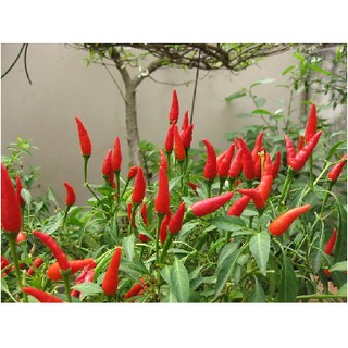 HẠT GIỐNG ỚT CHỈ THIÊN SIÊU CAY 20 HẠT