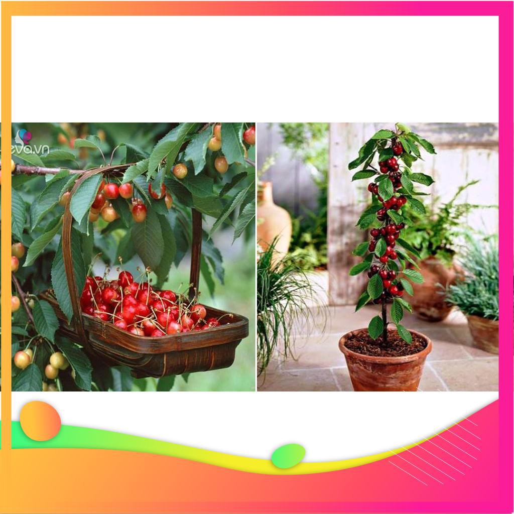 Hạt Giống Anh Đào Cherry- 5 Hạt [ Tặng bộ dụng cụ làm vườn Mini 3 món ] VIETGAR