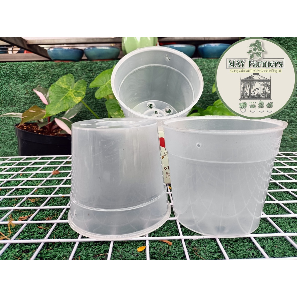 ☘️ Chậu Nhựa TRONG Dẻo - Trồng KIỂNG LÁ 12x11cm