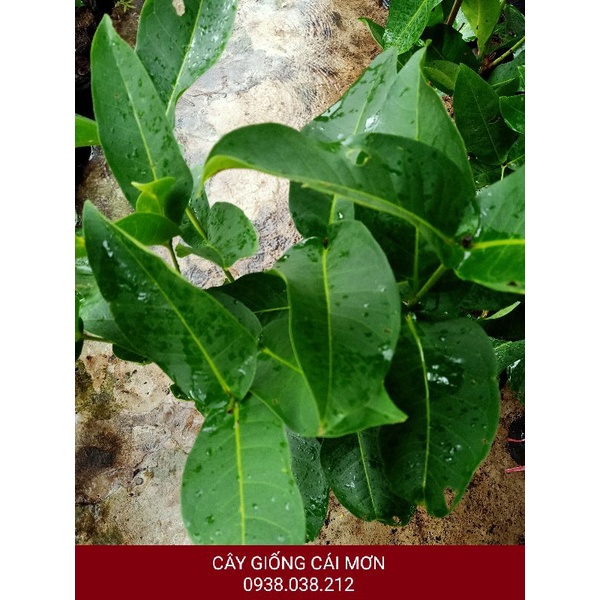 CÂY GIỐNG MẬN ROI XANH - MẬN XANH TAM HOA ( CÂY CHIẾT CÀNH )