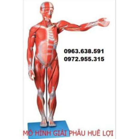 Mô Hình Hệ Cơ Và Toàn Bộ Nội Tạng Cơ Thể 170 cm