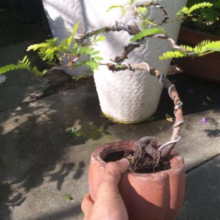 Cây me Thái Bonsai
