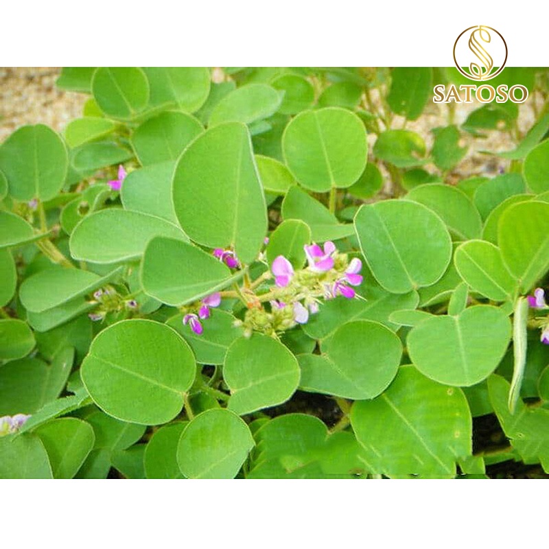 Kim tiền thảo thượng hạng tốt cho thận SATOSO 1kg SA48