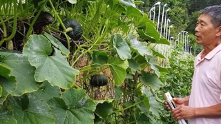 HẠT GIỐNG BÍ KABOCHA HÀN QUỐC