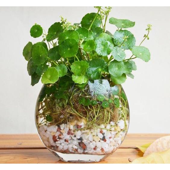 Hạt giống cỏ đồng tiền , mang đến may mắn tài lộc cho người trồng
