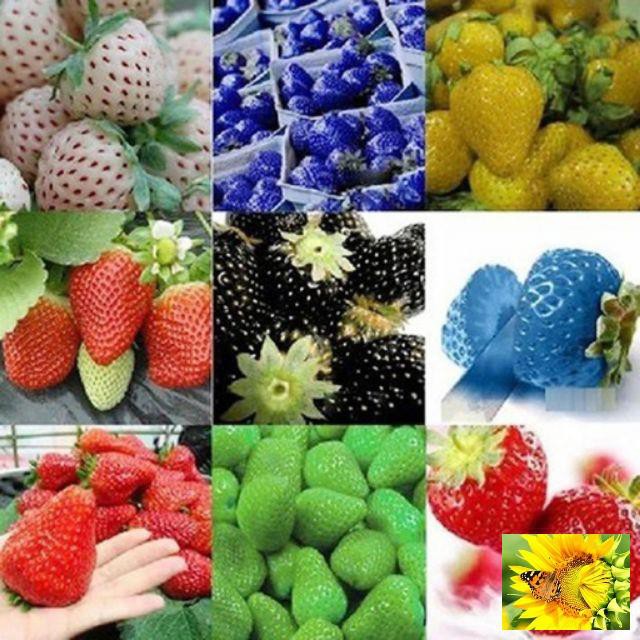 Gói 50 Hạt Giống Dâu Tây Mix Nhiều Màu