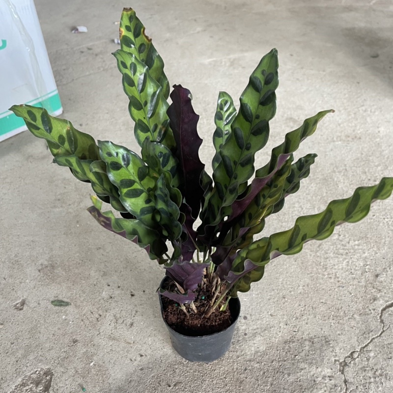 Cây đuôi công lá đốm màu lá bắt mắt phù hợp trang trí decor phòng,bàn làm việc