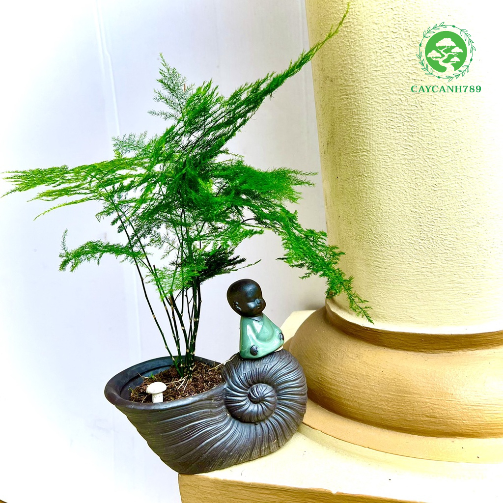 Cây thuỷ tùng+chậu  (ảnh thật)..