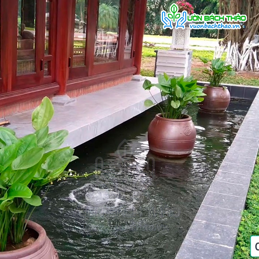 Bụi cây bách thủy tiên trồng được dưới nước dễ trồng dễ chăm - Cây Hoa Việt