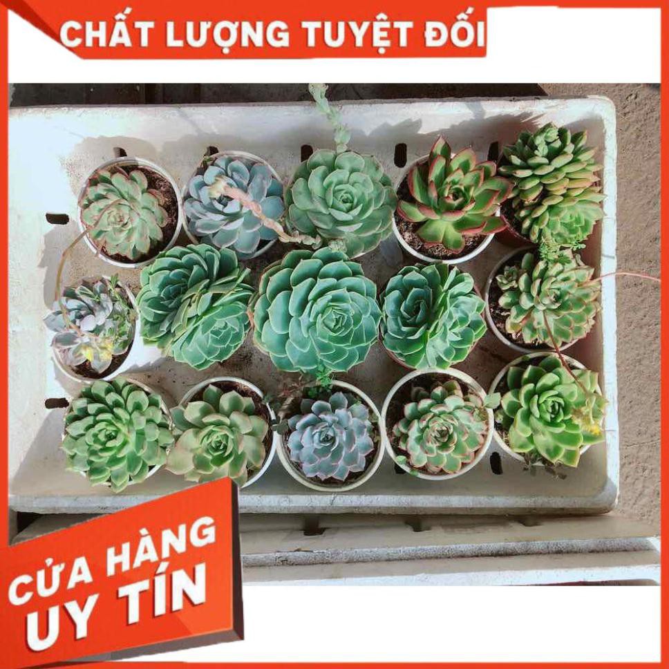 Combo sen đá phật bà kèm chậu sứ trắng Nhiều Người Mua