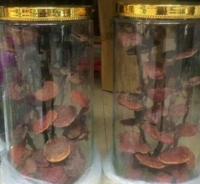 Nấm lim xanh Tây Bắc[1kg] chuẩn y hình