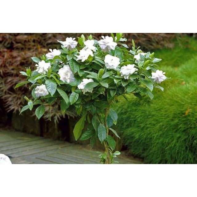 Hạt giống Hoa Dành Dành Cánh Kép Cực Hiếm -Gardinia 10 hạt bạch thiên hương, hoa nở to, toả hương thơm ngào ngạt