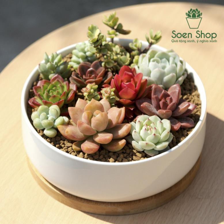 (HOT) Sen đá size mini (sen vỉ) 2 - 3 cm các loại - S30