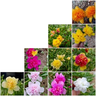 cây giống 10h sam
