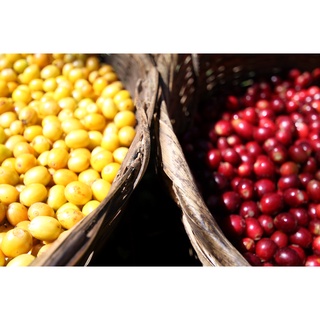 Cà phê Abc hạt Arabica Đà Lạt