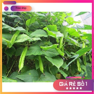 Hạt giống Đậu rồng (gói 10g)