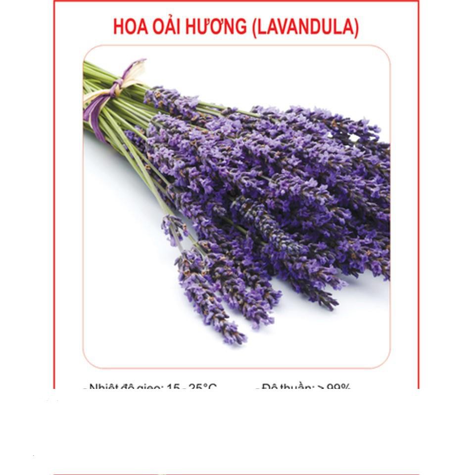 Hạt Giống Hoa Oải Hương 4 mùa/Lavender (30 hạt) ĐẾN MÙA TRỒNG TẾT  KHUYẾN MẠI SHOP MỚI HẠ GIÁ SỈ