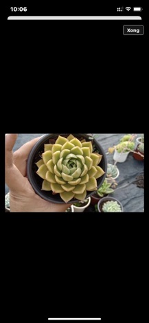 SEN ĐÁ ĐẾ VƯƠNG XANH 10CM