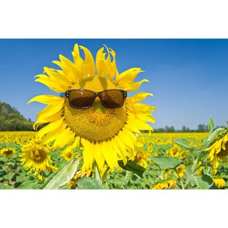 Cung Cấp COMBO 2 gói hạt giống hướng dương mặt cười khổng lồ TẶNG 1 phân bón hạt đẹp