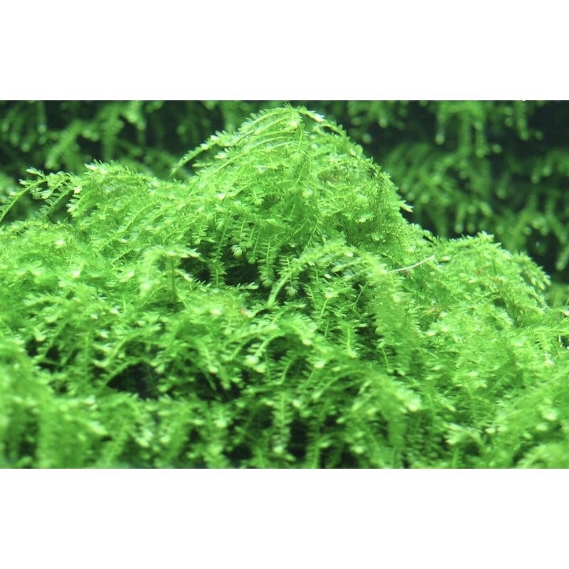 Rêu Weeping - Weeping Moss | Rêu Thủy Sinh, Hồ Tép